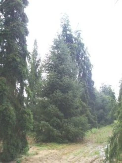 Spaanse Den (Abies Pinsapo 'Glauca') -OL Planten Winkel 20120219160619 6 1