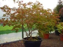Japanse Esdoorn (Acer Japonicum 'Aconitifolium') -OL Planten Winkel 20120219161625 10