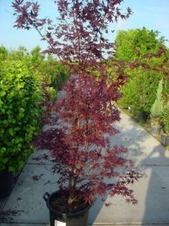Japanse Esdoorn (Acer Palmatum 'Atropurpureum') -OL Planten Winkel 20120219161852 9
