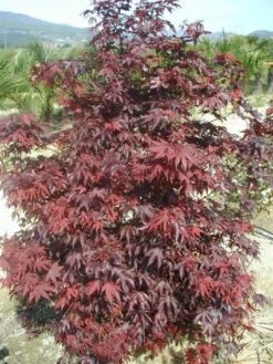 Japanse Esdoorn (Acer Palmatum 'Fireglow') -OL Planten Winkel 20120220091027 11