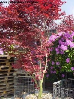 Japanse Esdoorn (Acer Palmatum 'Fireglow') -OL Planten Winkel 20120220091058 11 1