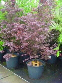 Japanse Esdoorn (Acer Palmatum 'Fireglow') -OL Planten Winkel 20120220091129 11