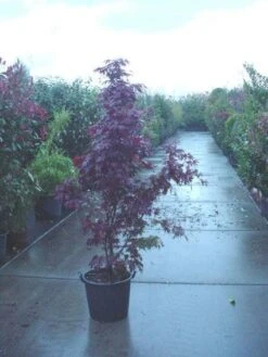 Japanse Esdoorn (Acer Palmatum 'Fireglow')