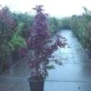 Japanse Esdoorn (Acer Palmatum 'Fireglow') -OL Planten Winkel 20120220091200 11