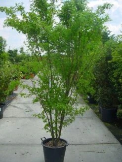 Japanse Esdoorn (Acer Palmatum) -OL Planten Winkel 20120220092844 11