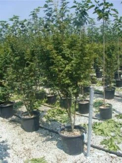 Japanse Esdoorn (Acer Palmatum) -OL Planten Winkel 20120220093454 11 1