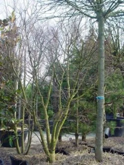 Japanse Esdoorn (Acer Palmatum) -OL Planten Winkel 20120220093531 11