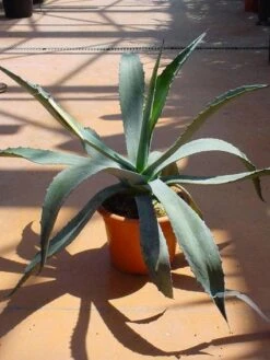 Agave (Agave Americana) -OL Planten Winkel 20120220095510 3