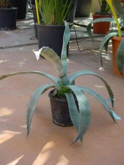Agave (Agave Americana) -OL Planten Winkel 20120220095542 3