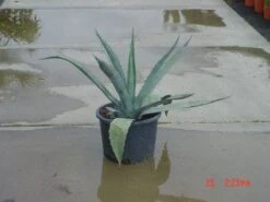 Agave (Agave Americana) -OL Planten Winkel 20120220095820 3