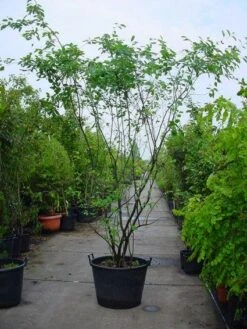 Krentenboom Als Struik (Amelanchier Lamarckii) 16 Krentenboom Als Struik (Amelanchier Lamarckii) -OL Planten Winkel 20120220100746 13