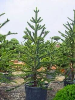 Apeboom (Araucaria Araucana) 20 Apeboom (Araucaria Araucana) -OL Planten Winkel 20120220101005 17