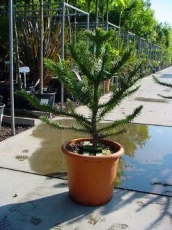 Apeboom (Araucaria Araucana) 23 Apeboom (Araucaria Araucana) -OL Planten Winkel 20120220101040 17 1