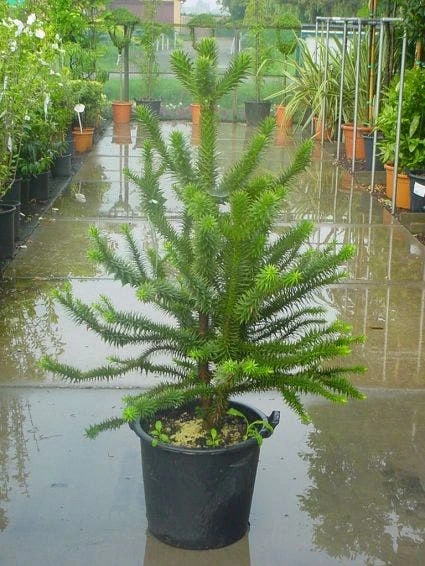 Apeboom (Araucaria Araucana) 5 Apeboom (Araucaria Araucana) - Afbeelding 3