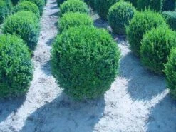 Buxusbol (Buxus Sempervirens, Bolvorm) -OL Planten Winkel 20120220110531 20 1