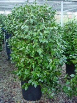 Camelia (Camellia, Rood) -OL Planten Winkel 20120220112609 60 12