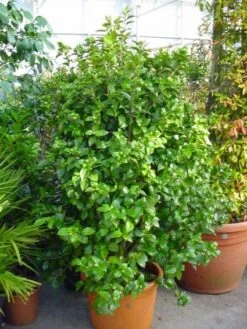 Camelia (Camellia, Wit) -OL Planten Winkel 20120220112651 5 2