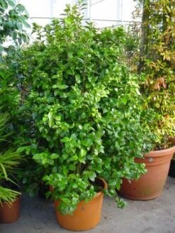 Camelia (Camellia, Rose) -OL Planten Winkel 20120220112744 20 4