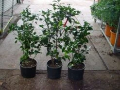 Camelia (Camellia, Rood) 19 Camelia (Camellia, Rood) -OL Planten Winkel 20120220112914 60 12 2