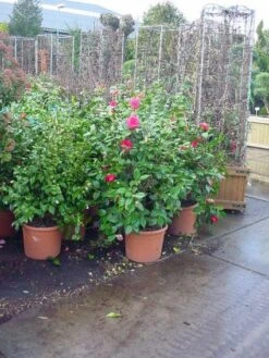 Camelia (Camellia, Rose) -OL Planten Winkel 20120220113125 20 4