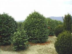 Camelia (Camellia, Rood) -OL Planten Winkel 20120220113515 24 12 12