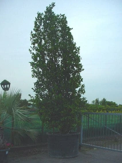 Camelia (Camellia, Rose) 3 Camelia (Camellia, Rose)