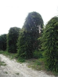 Treurceder (Cedrus Deodara 'Pendula') -OL Planten Winkel 20120220142152 13