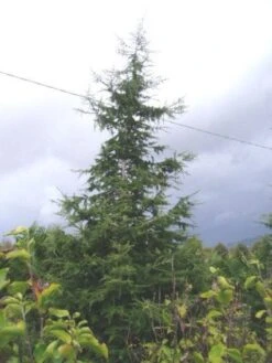 Libanonceder (Cedrus Libani) -OL Planten Winkel 20120220143307 17 1