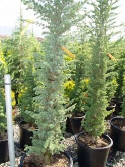 Zuilvormige Ceder (Cedrus Libani 'Fastigiata') -OL Planten Winkel 20120220143513 11