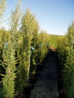 Zuilvormige Ceder (Cedrus Libani 'Fastigiata') -OL Planten Winkel 20120220143559 10