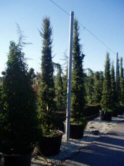 Zuilvormige Ceder (Cedrus Libani 'Fastigiata') -OL Planten Winkel 20120220143621 11