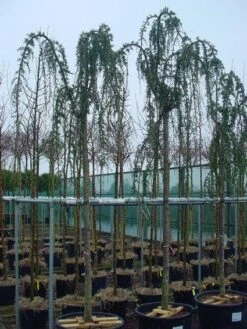 Treurceder Als Boom (Cedrus Libani 'Glauca Pendula') -OL Planten Winkel 20120220143948 9 1