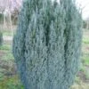 Cypres (Chamaecyparis Lawsoniana 'Ellwoodii') -OL Planten Winkel 20120220145022 6