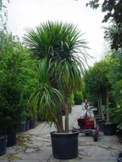 Cordyline (Cordyline Australis) -OL Planten Winkel 20120220150047 8