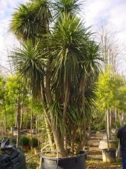 Cordyline (Cordyline Australis) -OL Planten Winkel 20120220150143 8