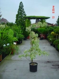 Reuzenkornoelje (Cornus Controversa 'Variegata') -OL Planten Winkel 20120220150500 7