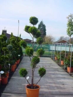 Cupressocyparis Als Bonsai (Cupressocyparis Leylandii 'Castlewellan Gold' ) -OL Planten Winkel 20120220151242 7