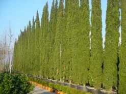 Italiaanse Cypres (Cupressus Sempervirens 'Stricta') -OL Planten Winkel 20120220154406 15 1