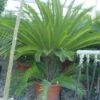 Cycaspalm (Cycas Revoluta) -OL Planten Winkel 20120220154616 5