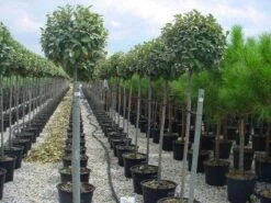 Olijfwilg Als Boom (Elaeagnus Pungens 'Maculata') -OL Planten Winkel 20120220160404 8