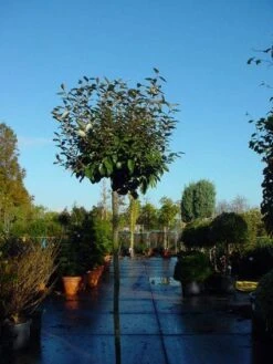Olijfwilg Als Boom (Elaeagnus Pungens 'Maculata') -OL Planten Winkel 20120220160432 8