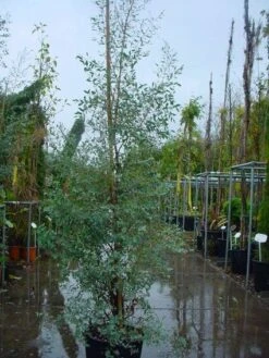 Winterharde Gomboom (Eucalyptus Gunnii) -OL Planten Winkel 20120220160905 5