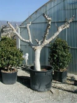 Vijg Als Solitair (Ficus Carica) -OL Planten Winkel 20120220162113 7