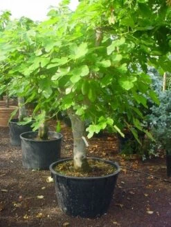 Vijg Als Solitair (Ficus Carica) -OL Planten Winkel 20120220162214 7 1