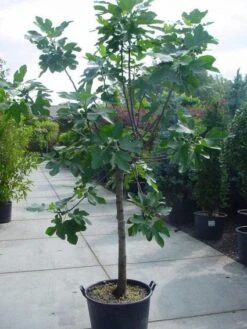Vijg Op Stam (Ficus Carica) -OL Planten Winkel 20120220162301 8