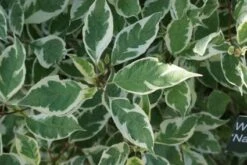 Weigela (Weigela Florida 'Variegata') -OL Planten Winkel 20120221133628 15 3