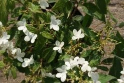 Sneeuwbal (Viburnum Plicatum 'Watanabe') 12 Sneeuwbal (Viburnum Plicatum 'Watanabe') -OL Planten Winkel 20120221135107 8