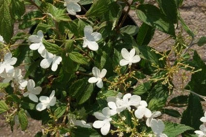 Sneeuwbal (Viburnum Plicatum 'Watanabe') 6 Sneeuwbal (Viburnum Plicatum 'Watanabe') - Afbeelding 4