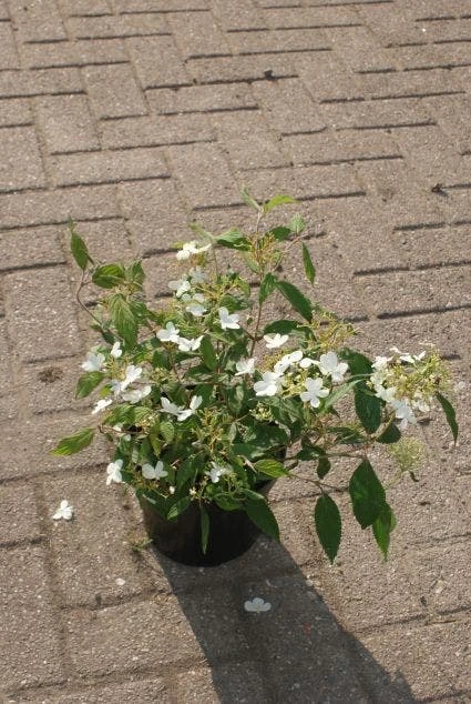 Sneeuwbal (Viburnum Plicatum 'Watanabe') 5 Sneeuwbal (Viburnum Plicatum 'Watanabe') - Afbeelding 3