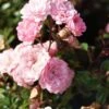 Stamroos (Rosa 'The Fairy') -OL Planten Winkel 20120221151603 1